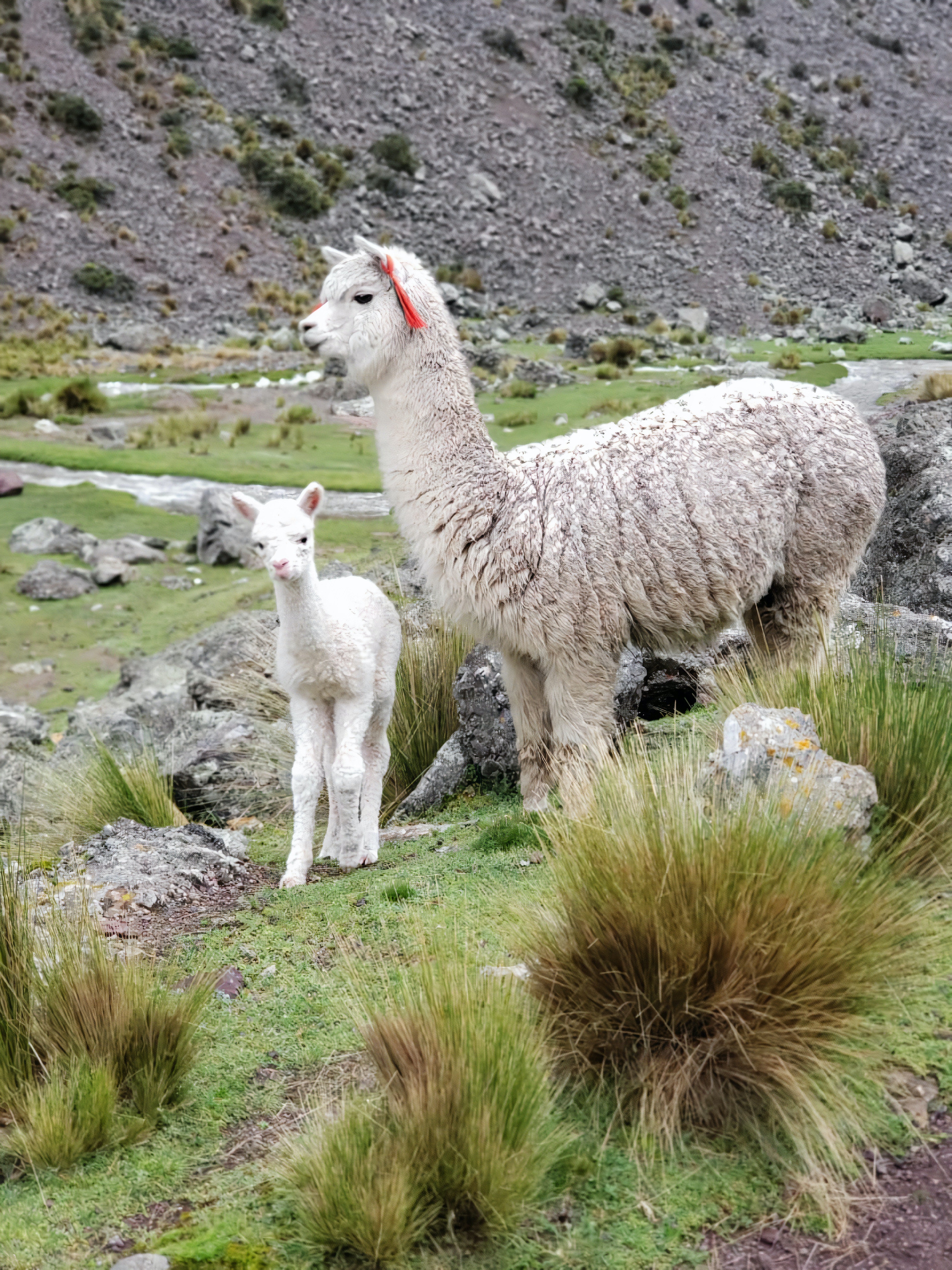 Mother and Baby Alpaca in green grass field